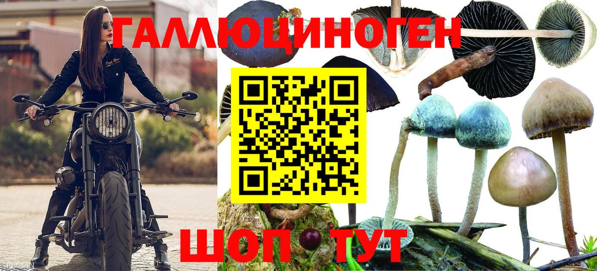 Галлюциногенные грибы Psilocybine cubensis Барабинск